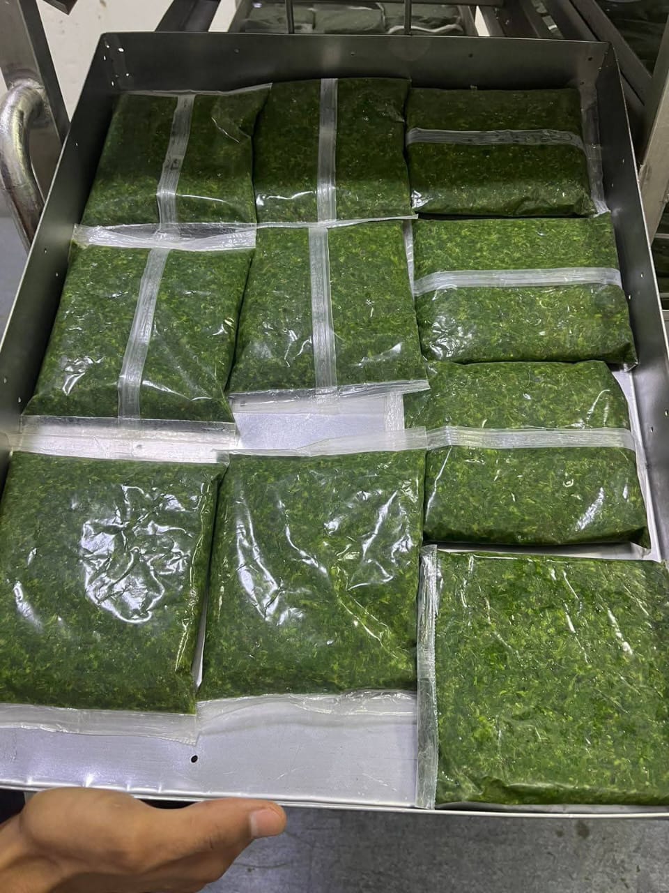 صورة الملوخية المجمدة الرئيسية