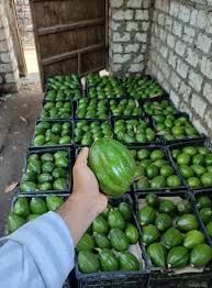 Fresh Avocado Thumbnail 2